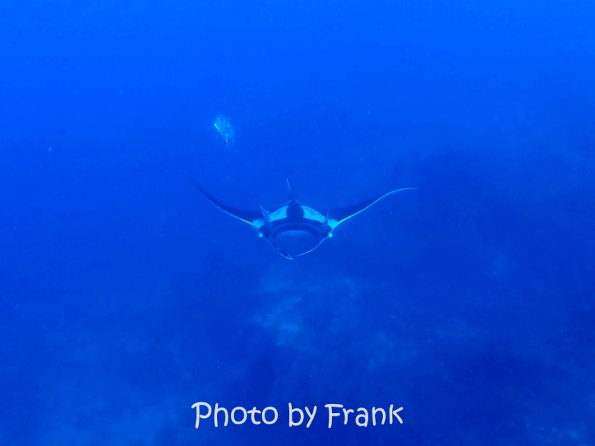 シミランクルーズでダイビング