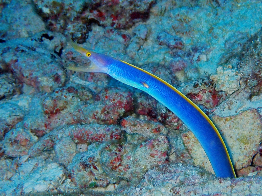 シミランクルーズでダイビング