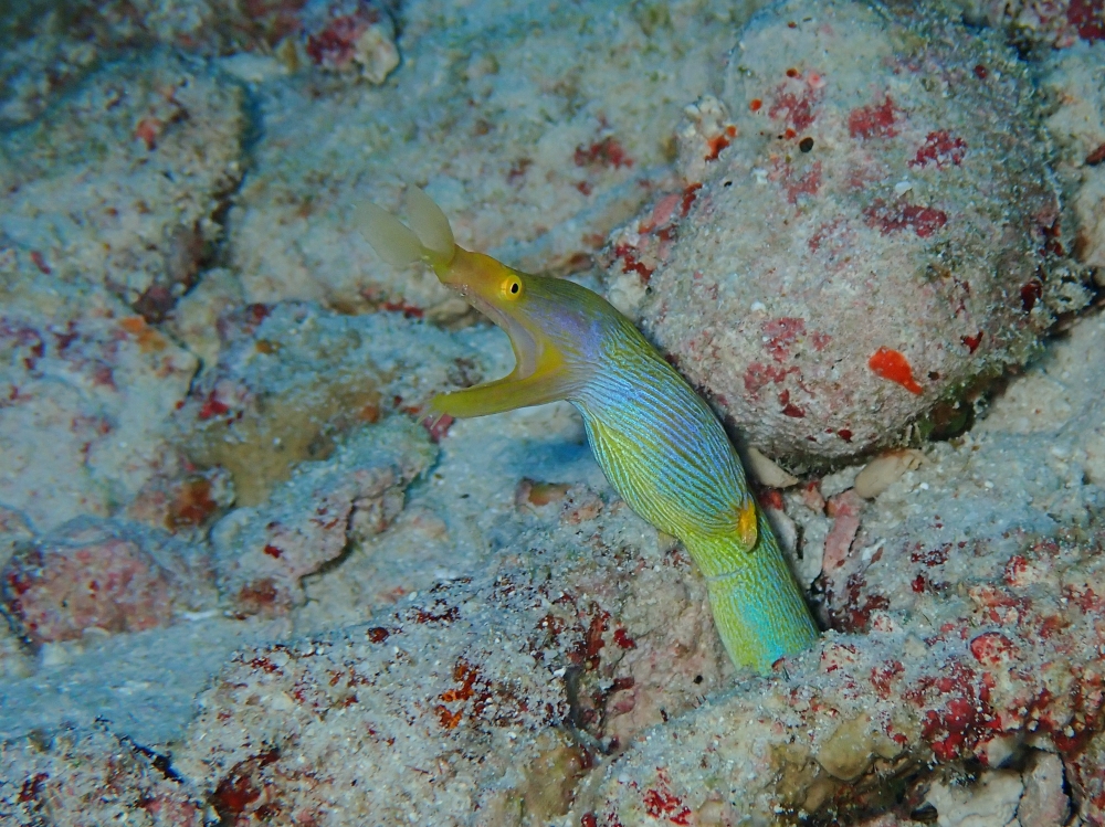 シミランクルーズでダイビング