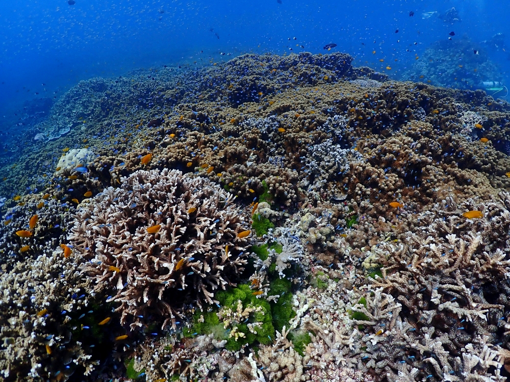 シミランクルーズでダイビング