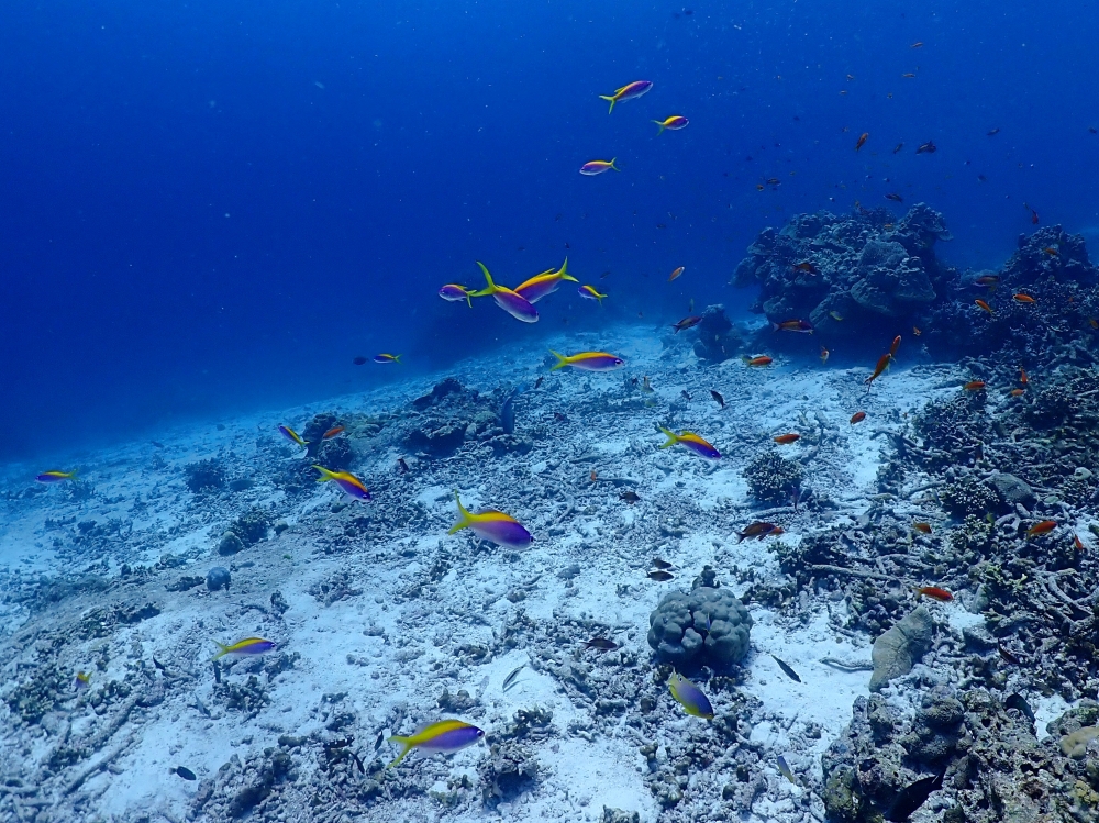 シミランクルーズでダイビング