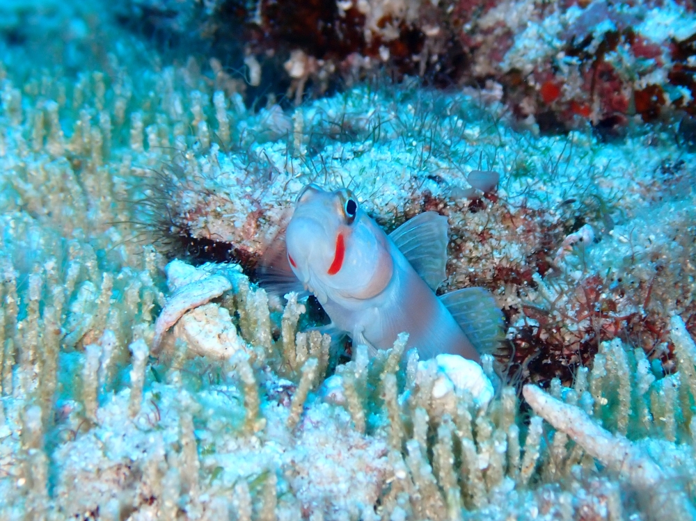 シミランクルーズでダイビング