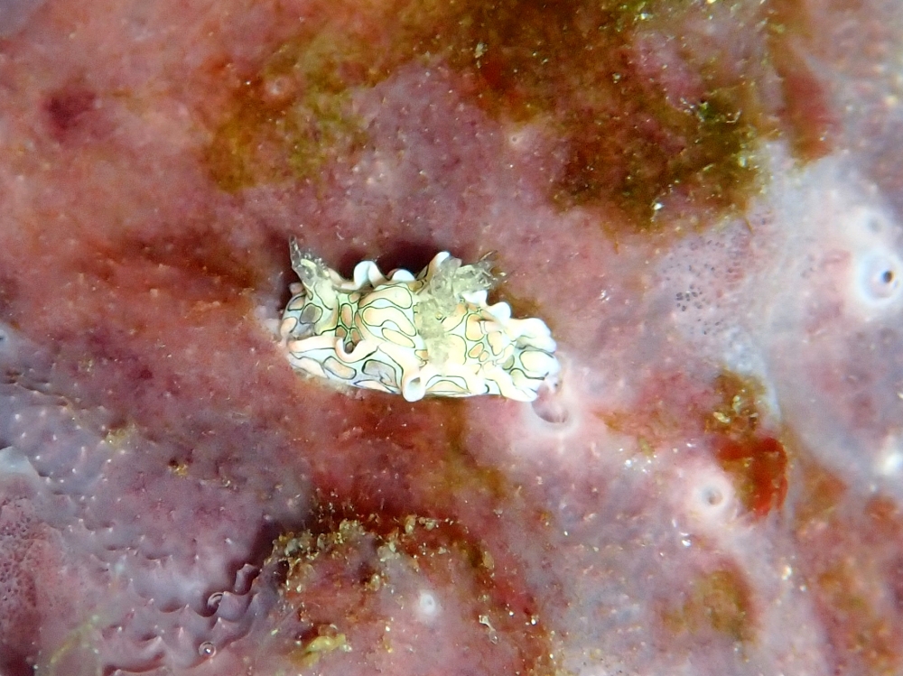 シミランクルーズでダイビング