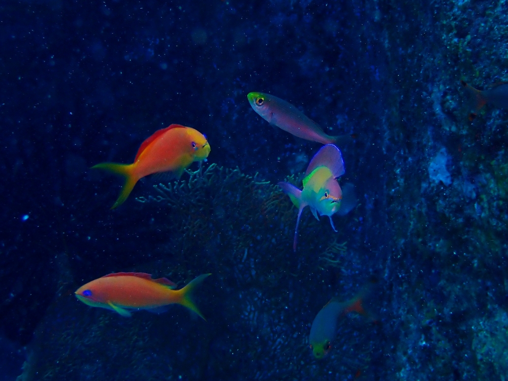 シミランクルーズでダイビング