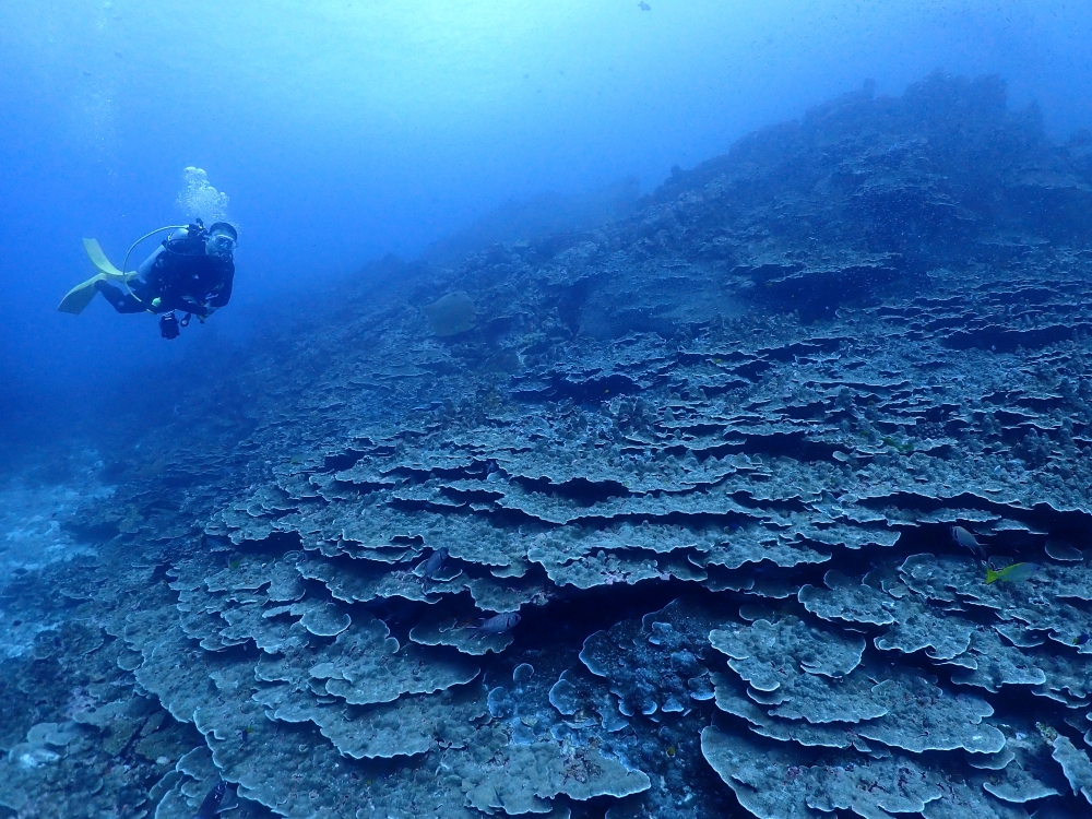 シミランクルーズでダイビング