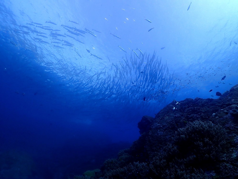 シミランクルーズでダイビング