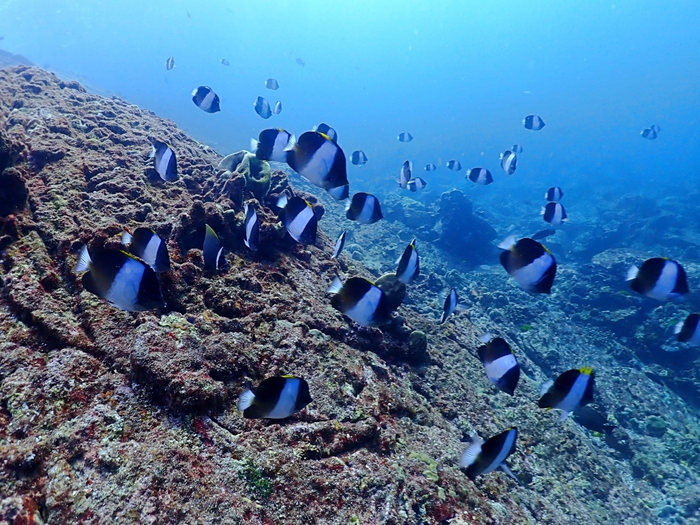 シミランクルーズでダイビング