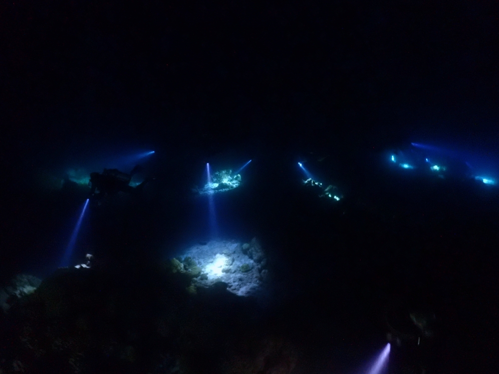 シミランクルーズでダイビング