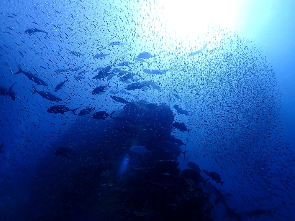 シミランクルーズでダイビング