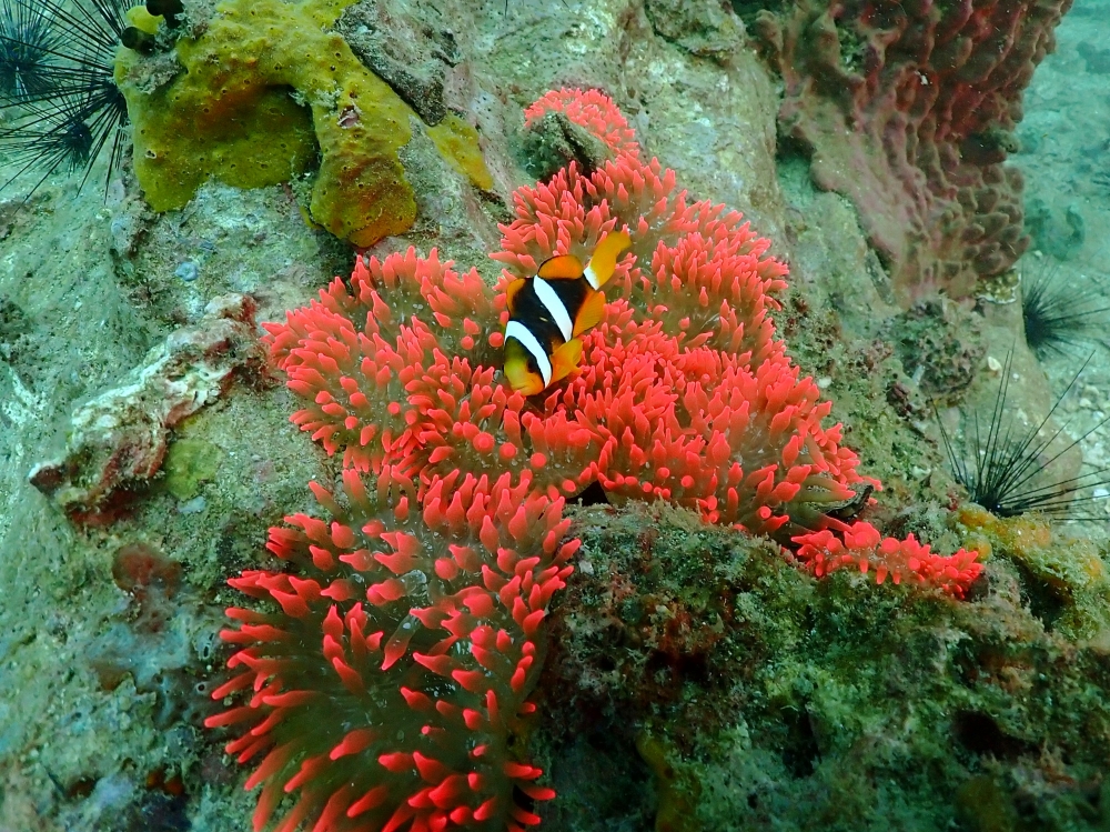 プーケットのピピ島でダイビング