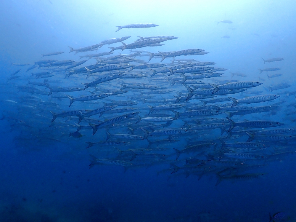 プーケットのピピ島でダイビング