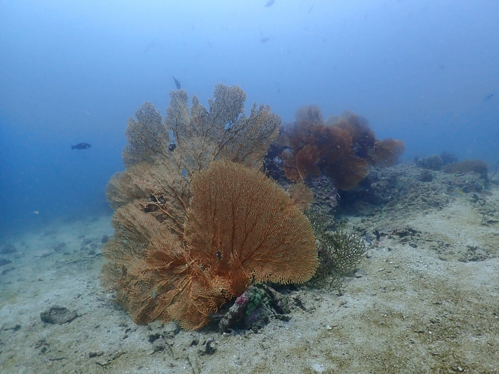 プーケットのピピ島でダイビング