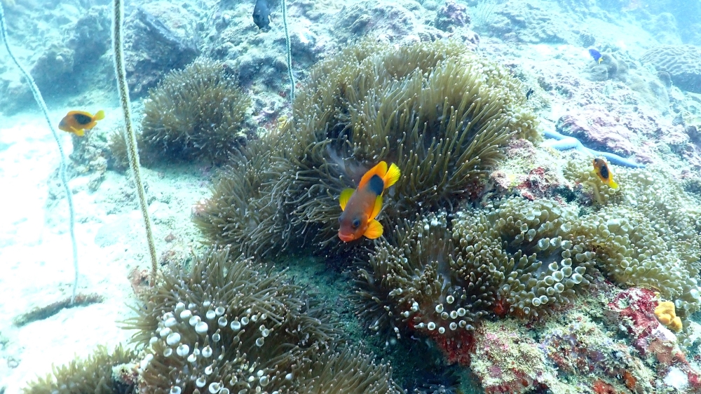 プーケットのピピ島でダイビング