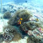 プーケットのピピ島でダイビング