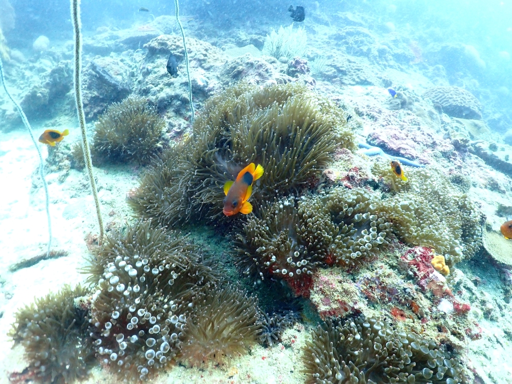 プーケットのピピ島でダイビング