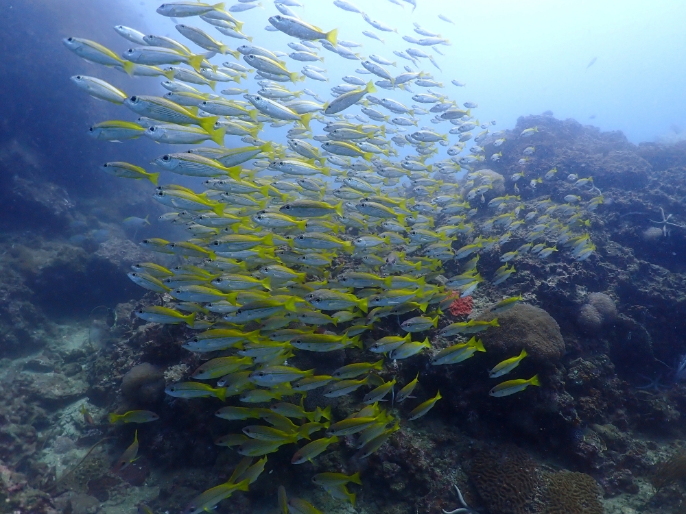 プーケットのピピ島でダイビング