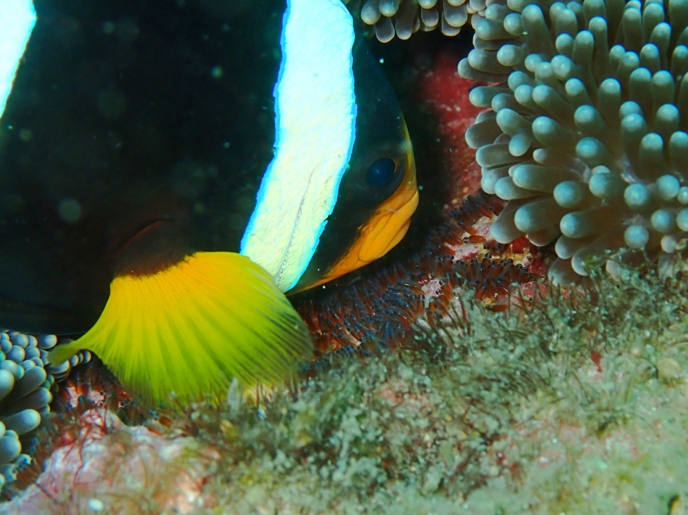 プーケットのピピ島でダイビング