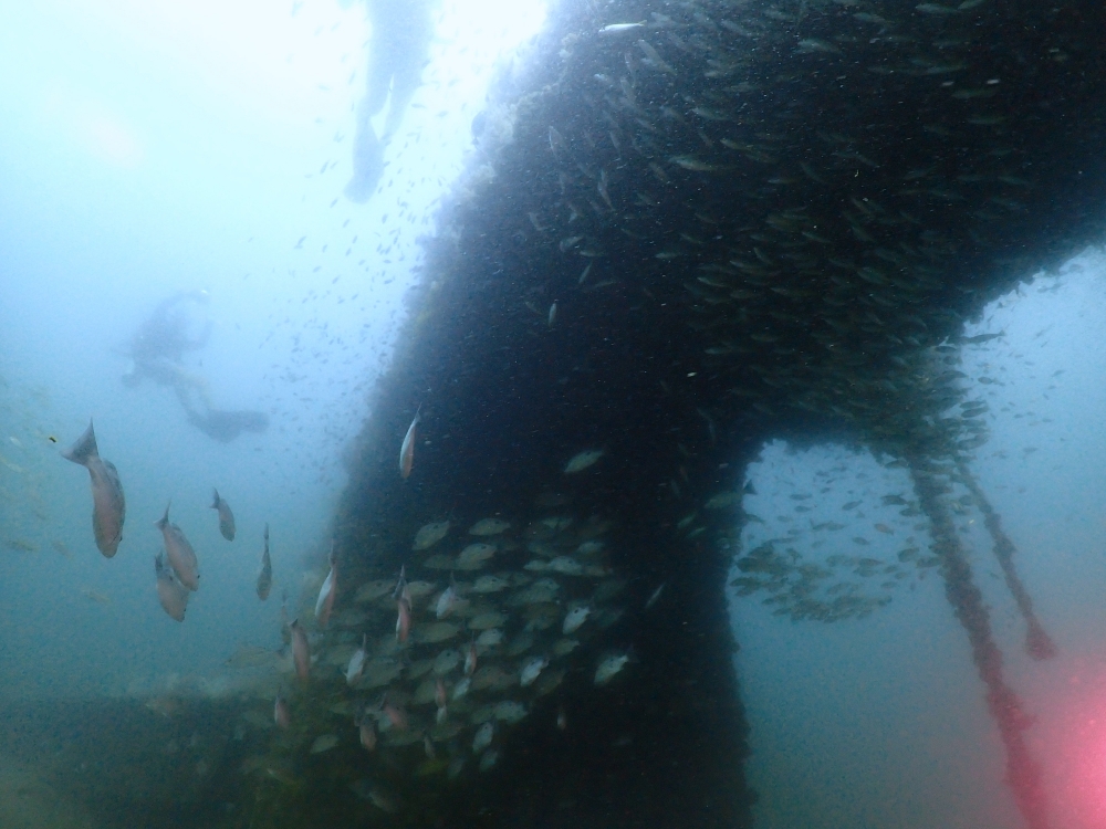 プーケットのマリンパークでダイビング