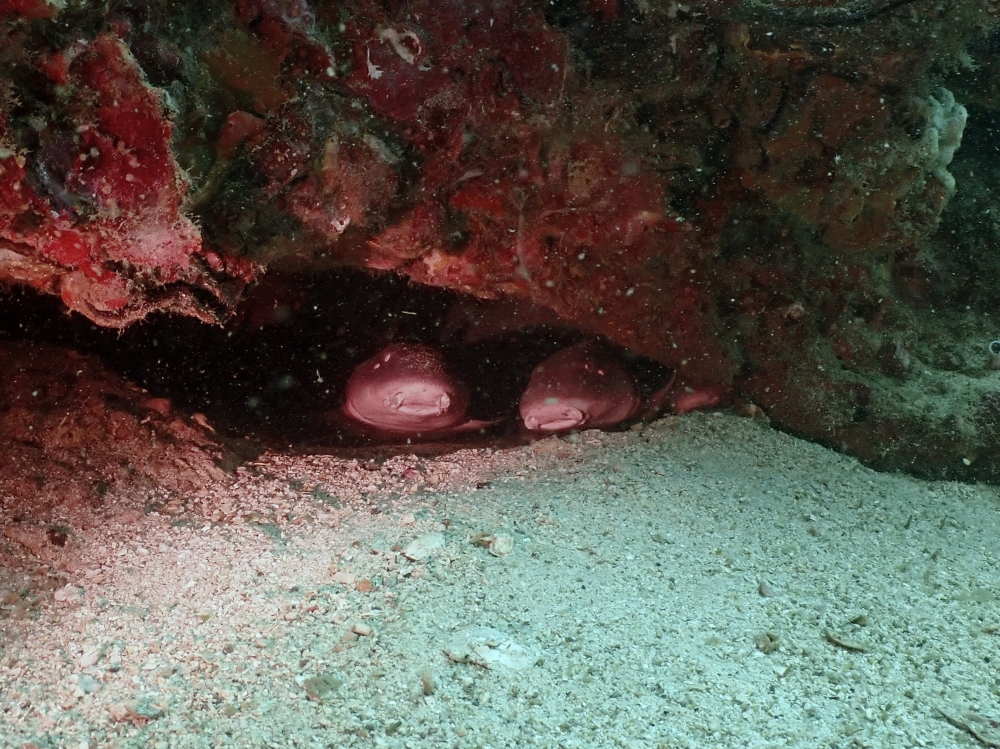 プーケットのマリンパークでダイビング