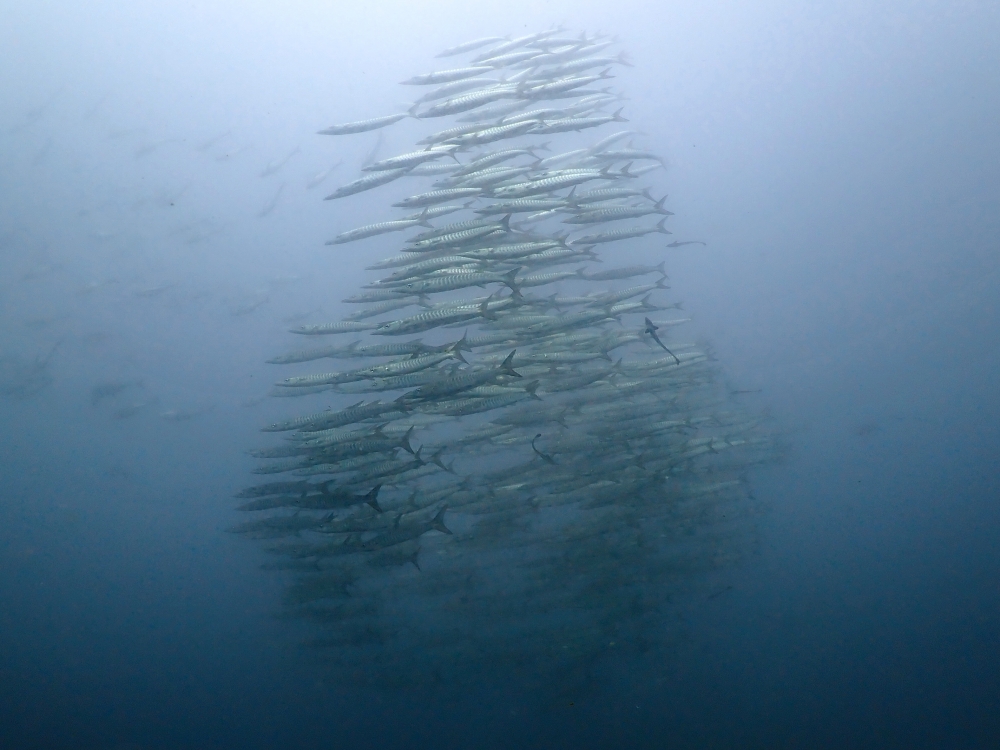 プーケットのマリンパークでダイビング