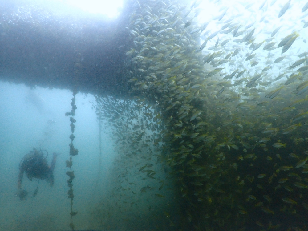 プーケットのマリンパークでダイビング