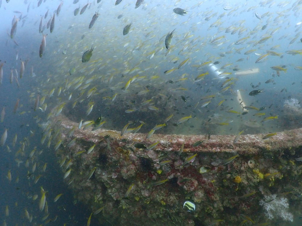 プーケットのマリンパークでダイビング