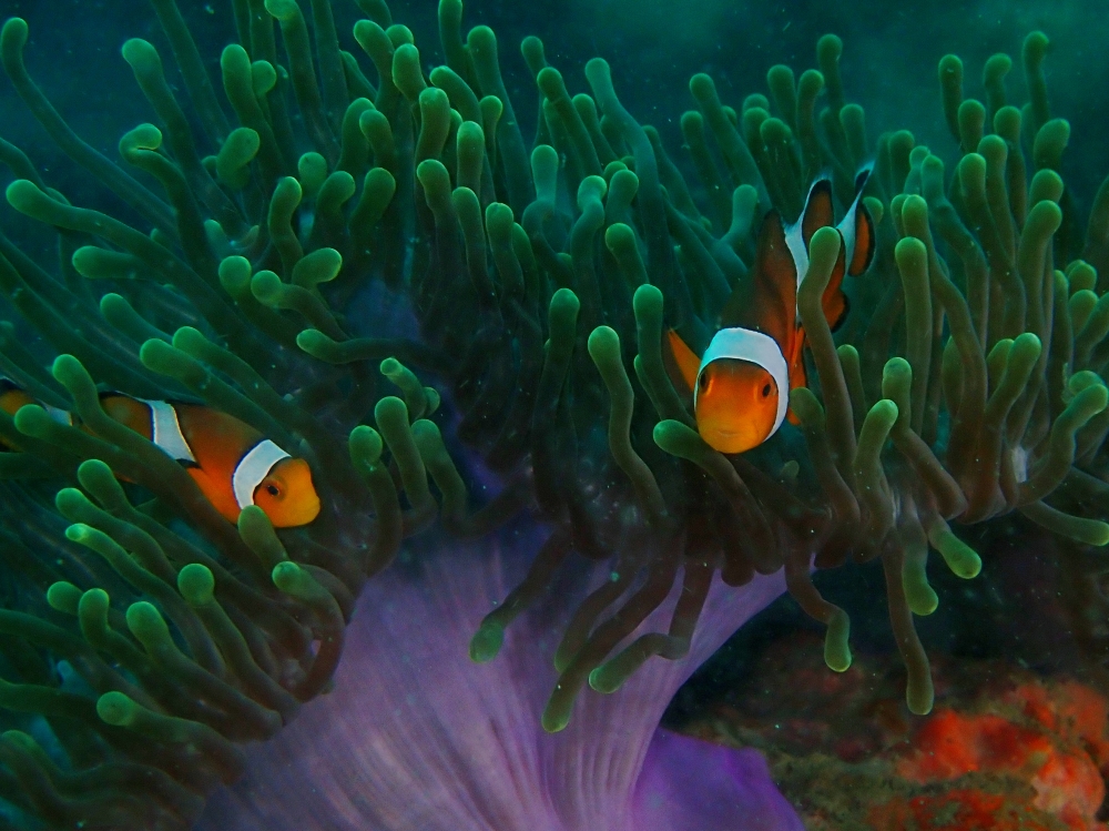 プーケットのマリンパークでダイビング