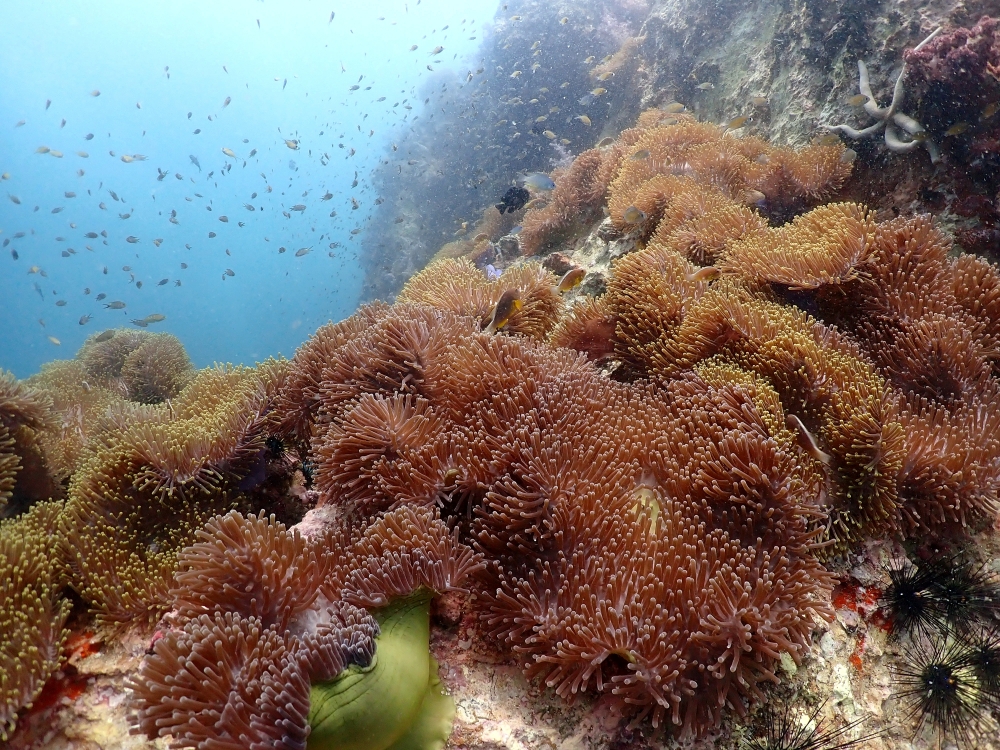 プーケットのマリンパークでダイビング