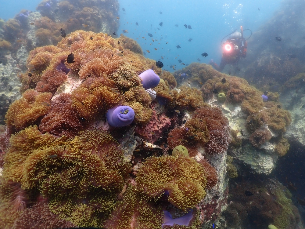 プーケットのマリンパークでダイビング