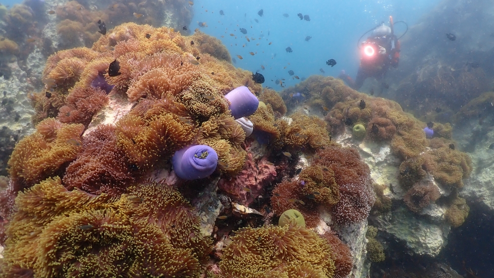 プーケットのマリンパークでダイビング