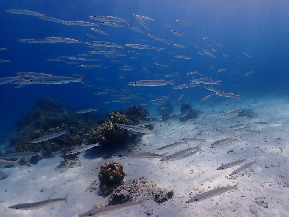 プーケットのラチャ島でダイビング