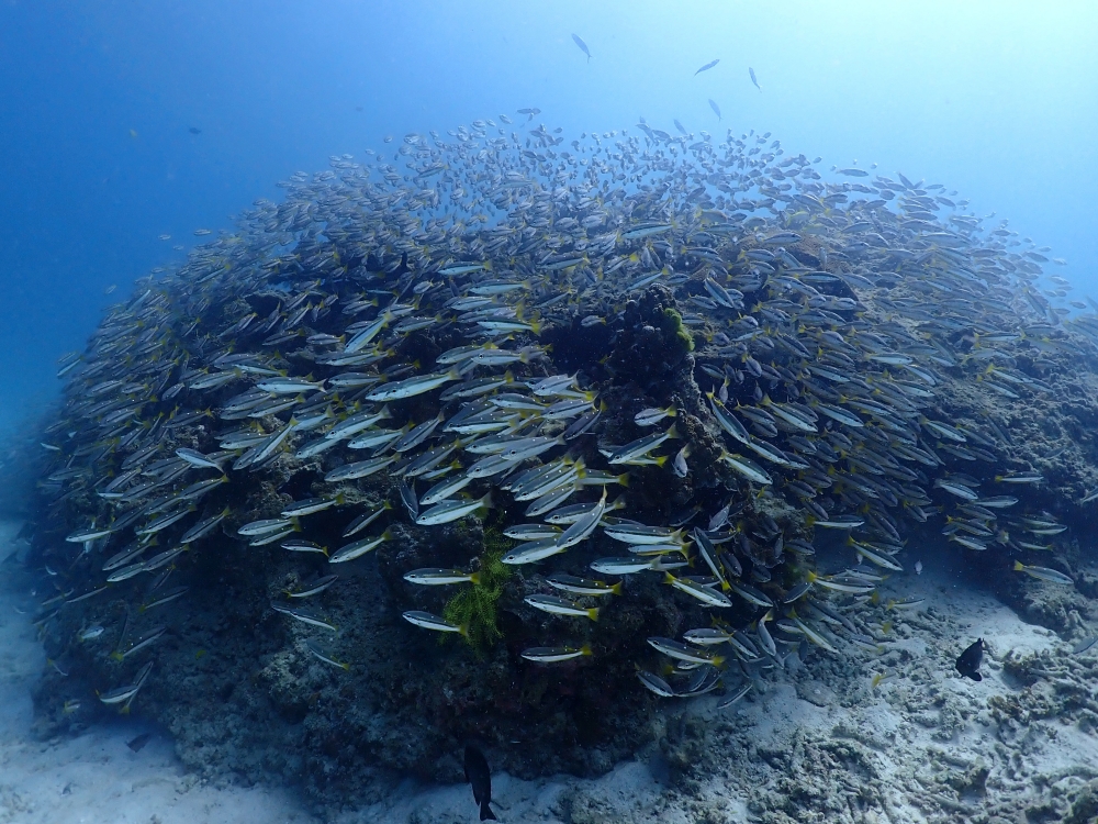 プーケットのラチャ島でダイビング