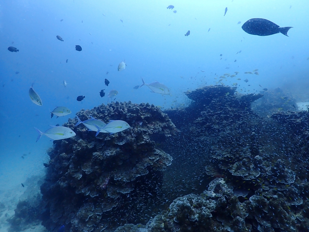 プーケットのラチャ島でダイビング