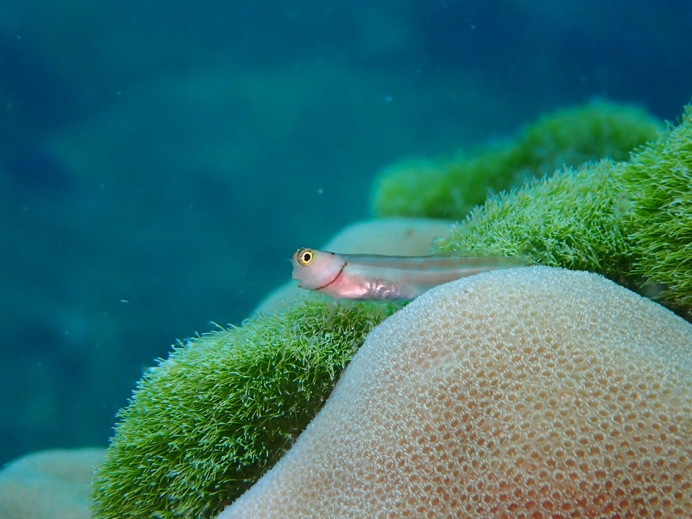 プーケットのラチャ島でダイビング