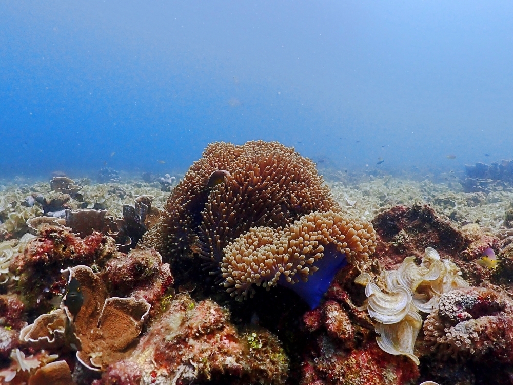 プーケットのラチャ島でダイビング