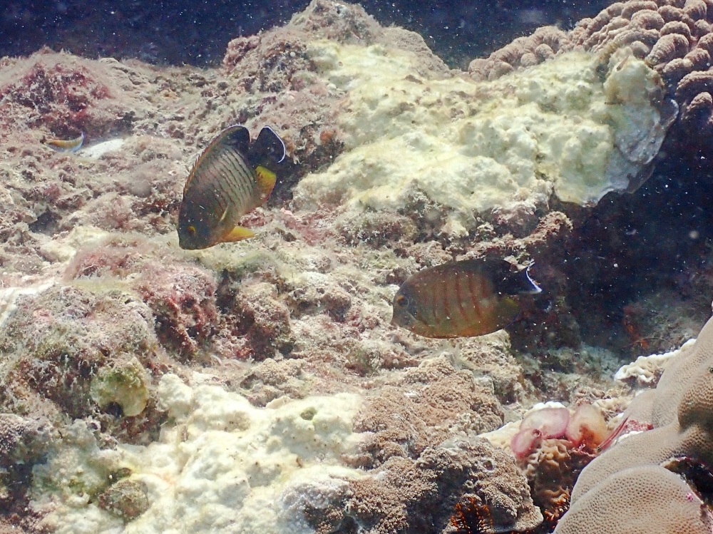 プーケットのラチャ島でダイビング