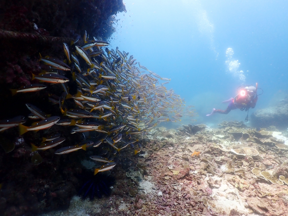 プーケットのラチャ島でダイビング