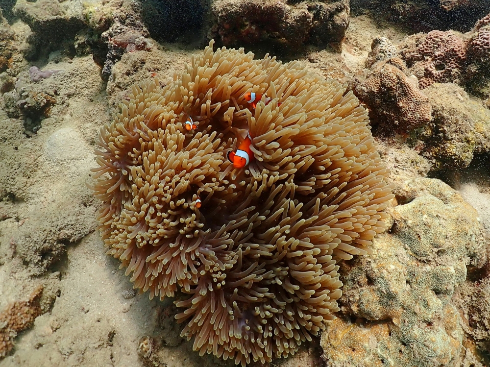 プーケットのカタビーチで半日体験ダイビング