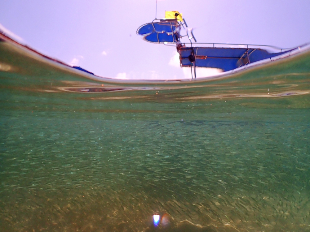 プーケットのカタビーチで半日体験ダイビング