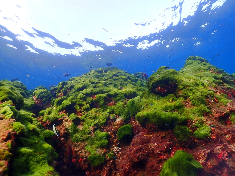 シミランクルーズでダイビング