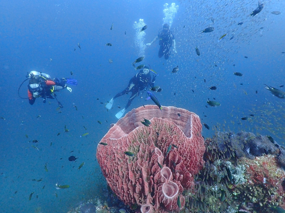 シミランクルーズでダイビング