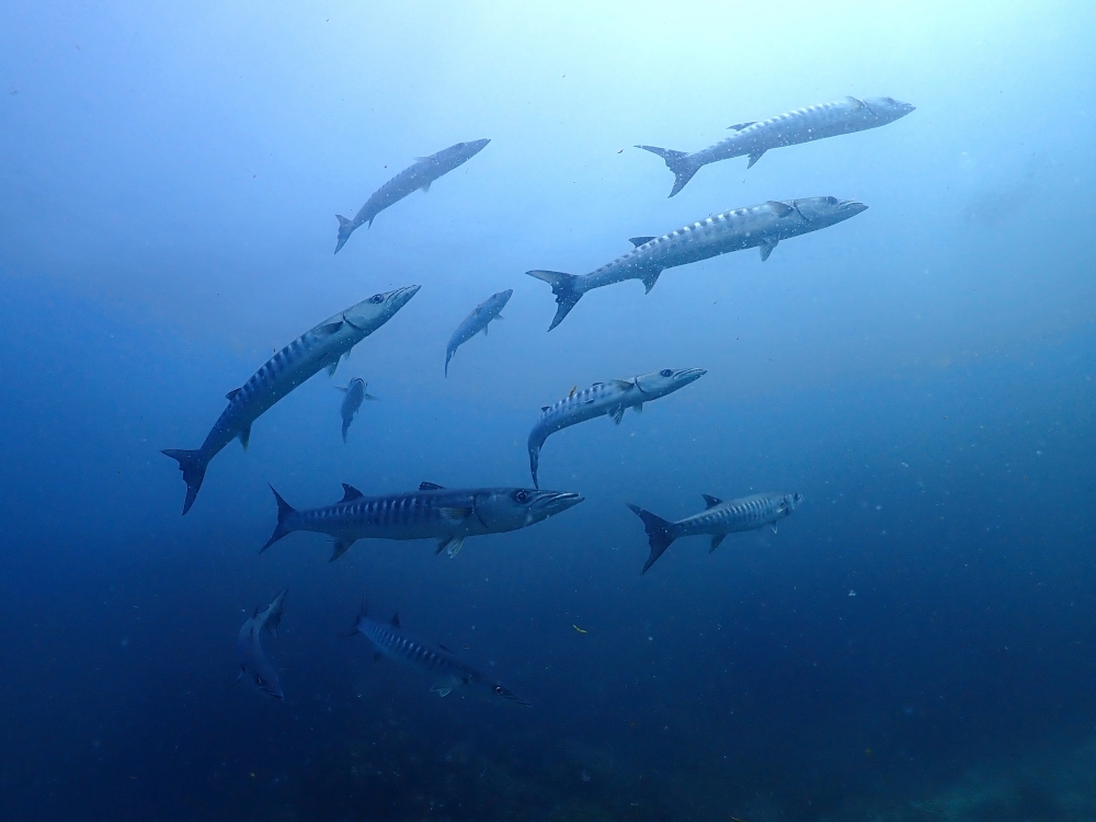 シミランクルーズでダイビング