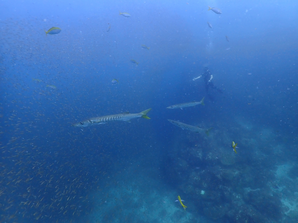 シミランクルーズでダイビング