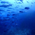 シミランクルーズでダイビング