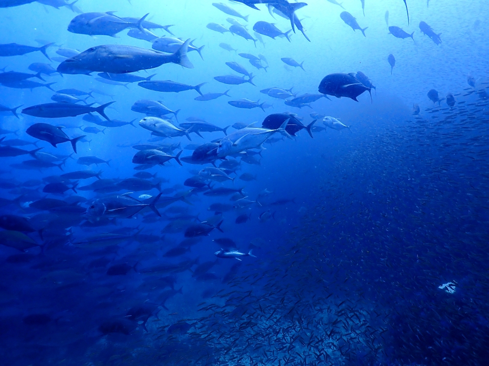 シミランクルーズでダイビング