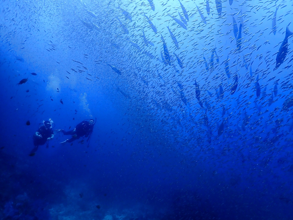 シミランクルーズでダイビング