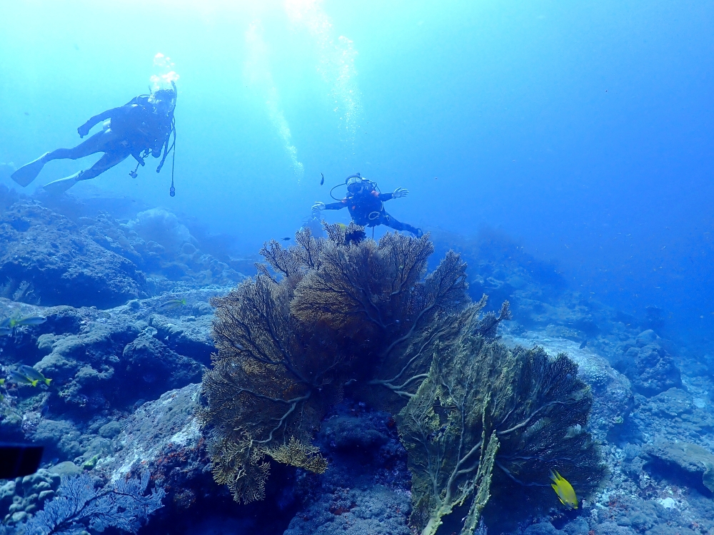 シミランクルーズでダイビング