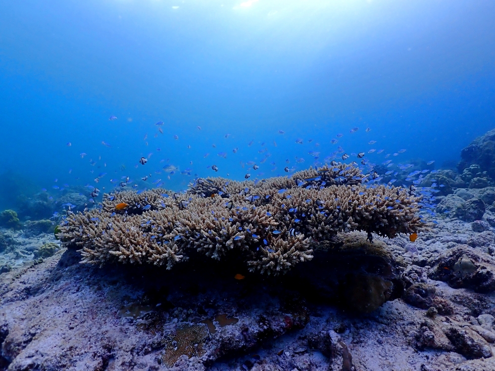 シミランクルーズでダイビング