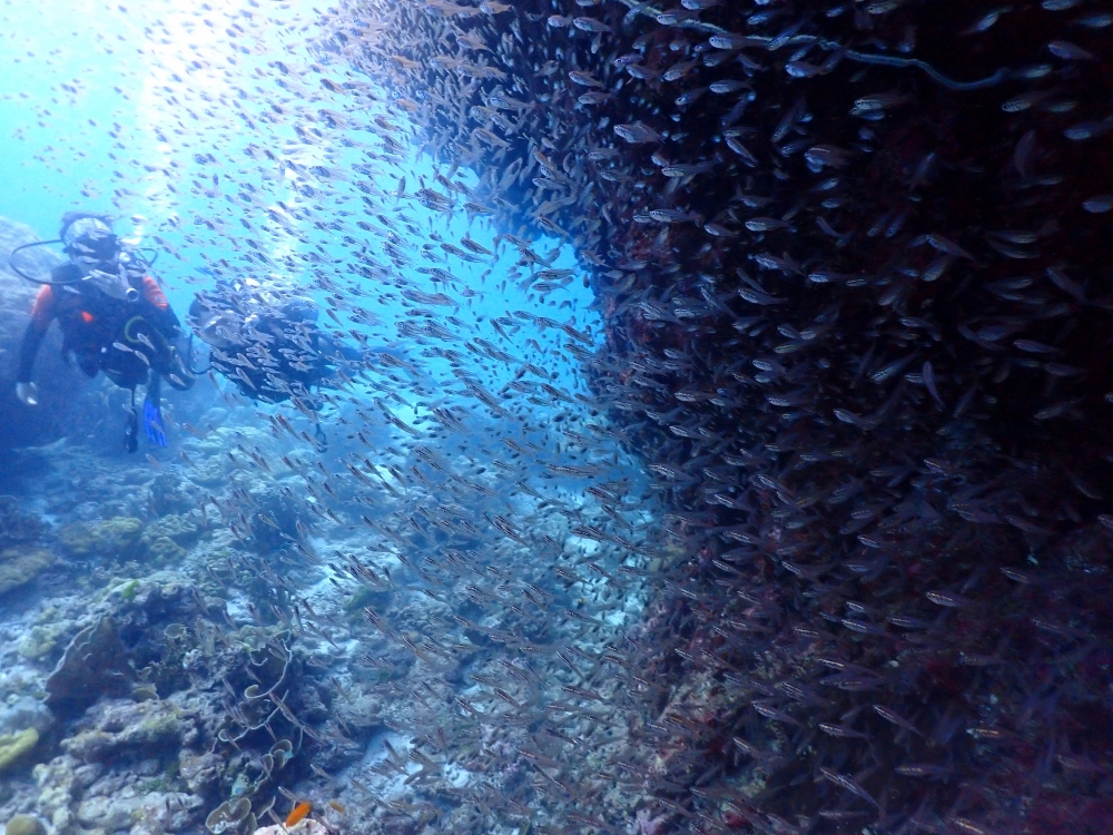 シミランクルーズでダイビング