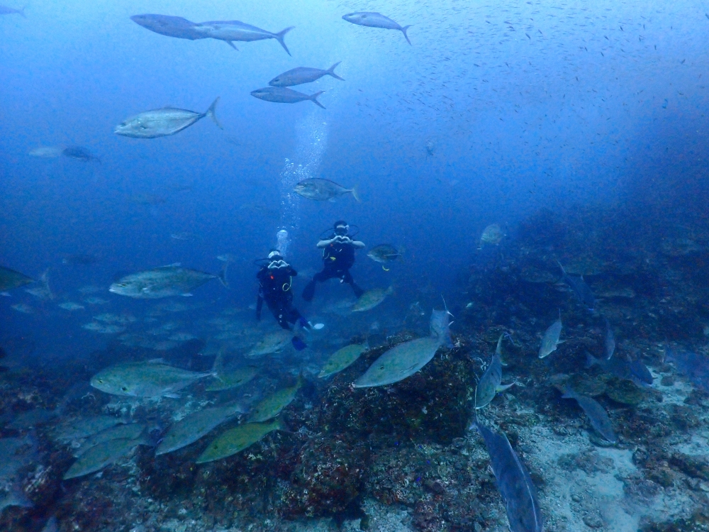 シミランクルーズでダイビング
